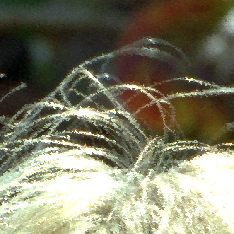 MarcieHair_Impulse-1